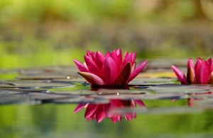 water-lily-1442497_960_720